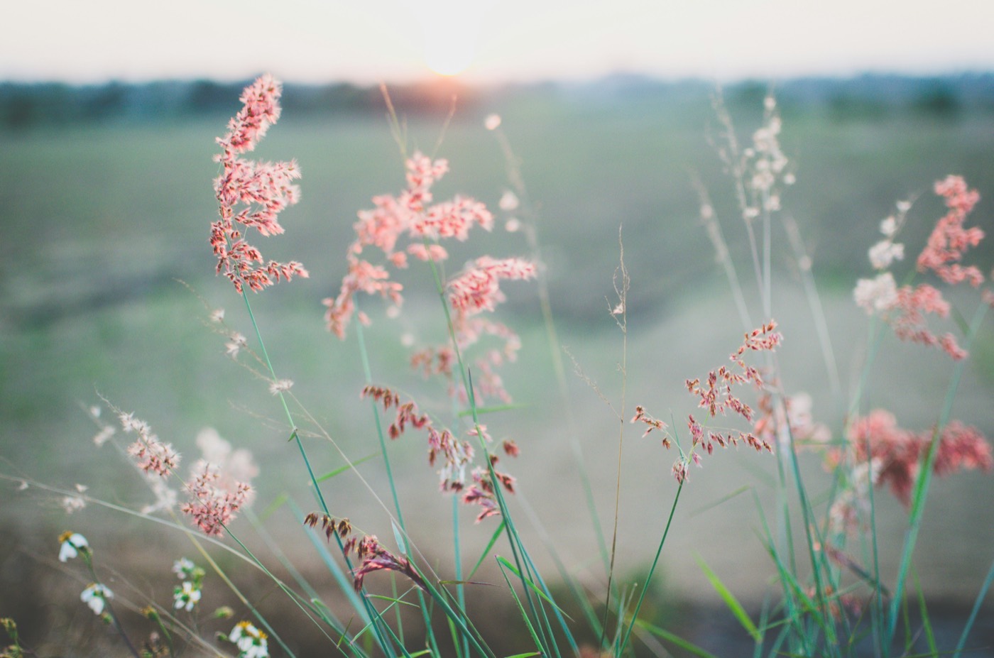Pink grasses in a field at dusk, softly out of focus